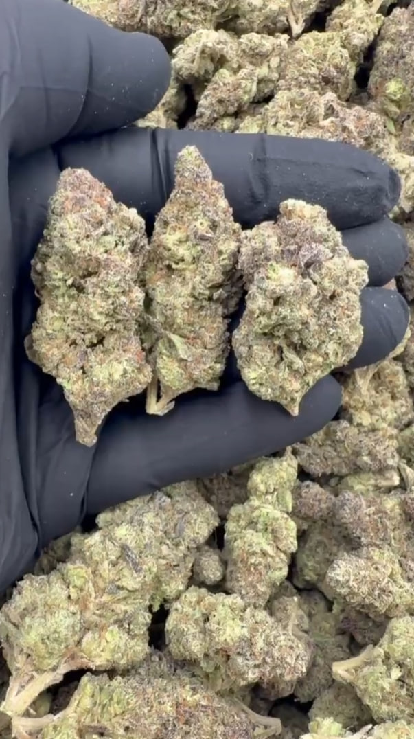 Gush Mintz Light Mixed lights